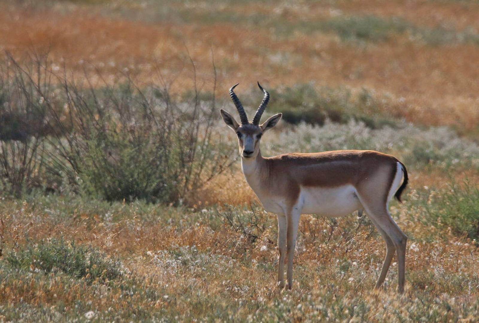 Explore the Rich Wildlife and Scenic Beauty of Shirvan National Park