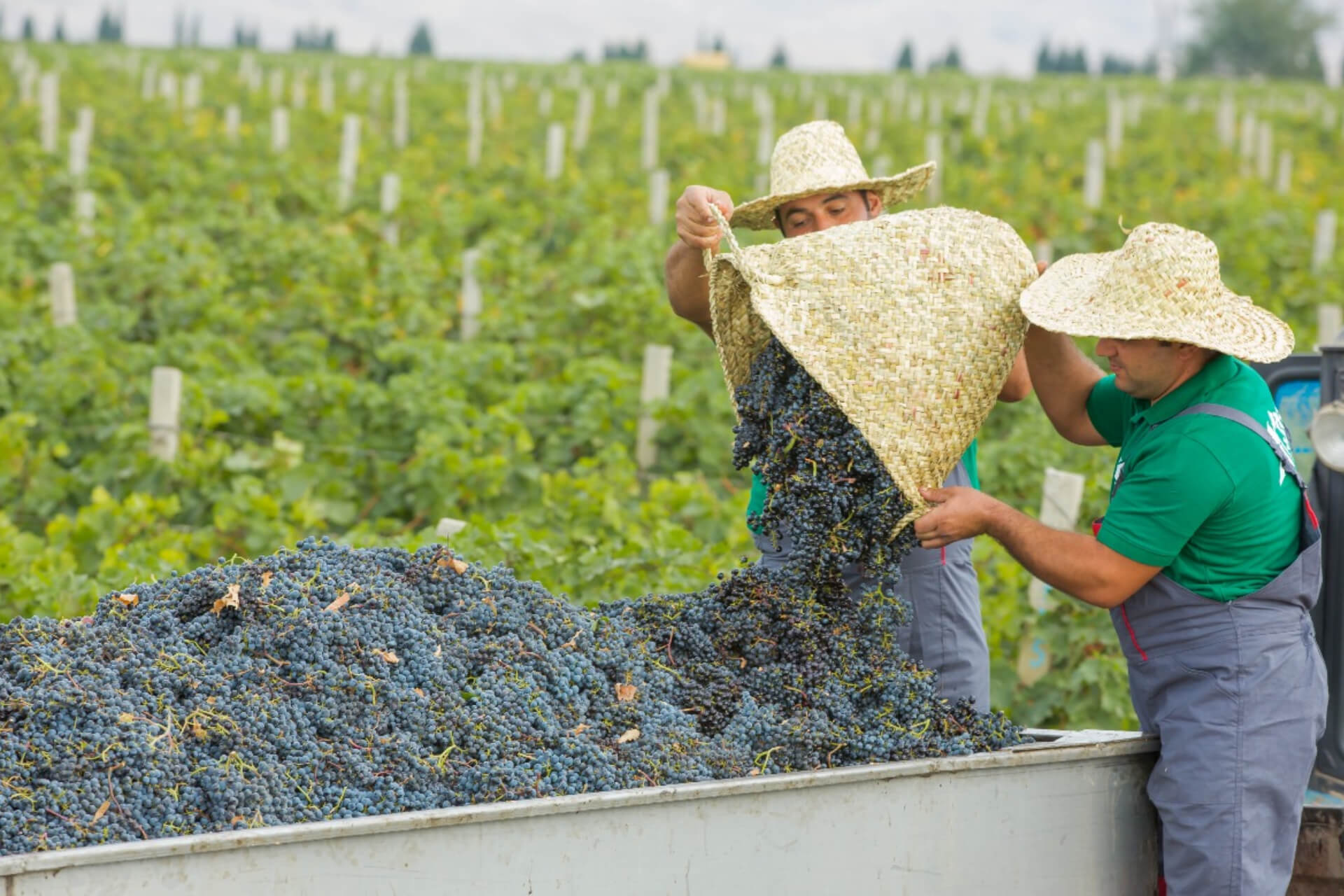 Explore the Legacy of Azerbaijani Winemaking at Goygol Winery