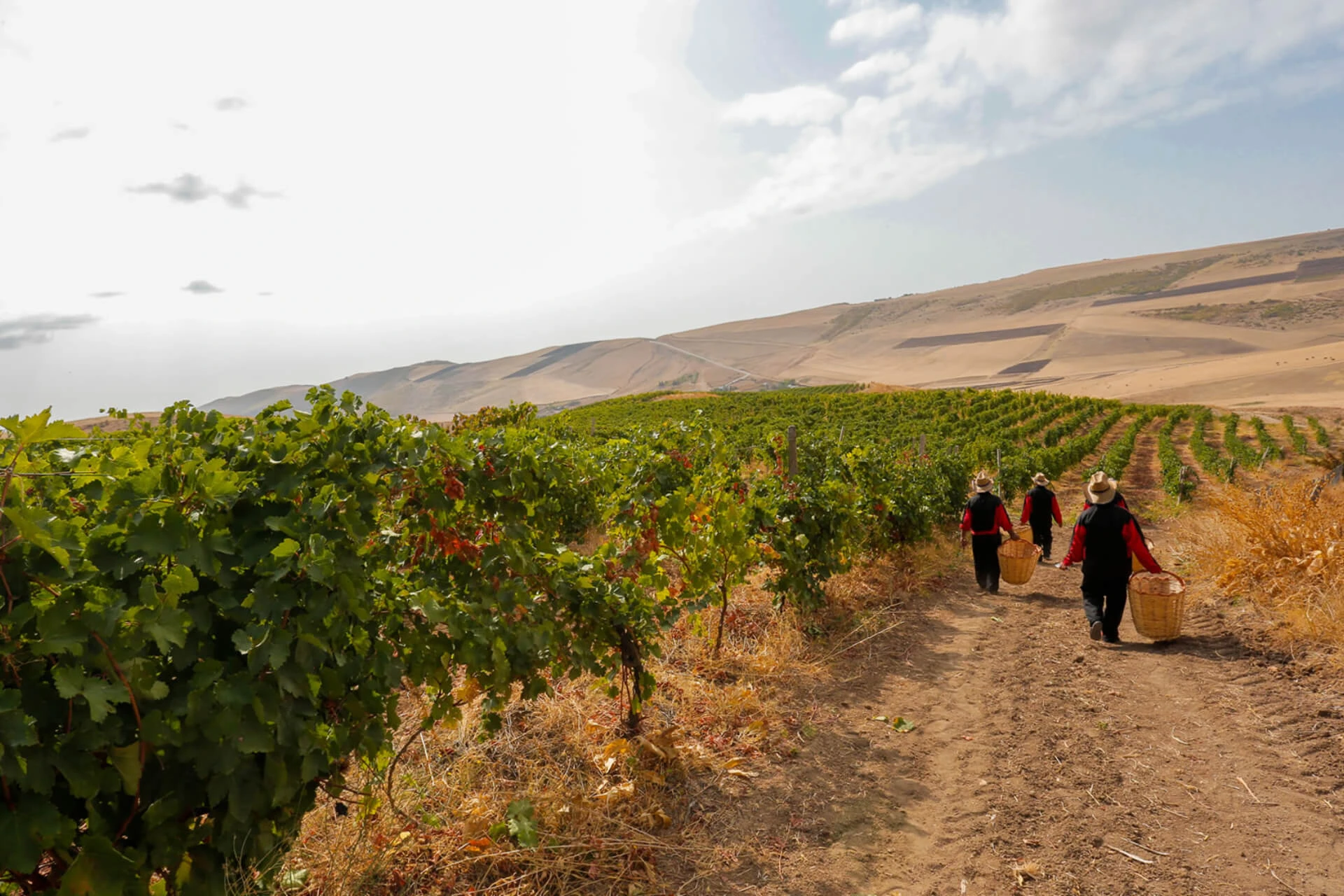 Discover Premium Azerbaijani Wines at Sharg Ulduzu Winery
