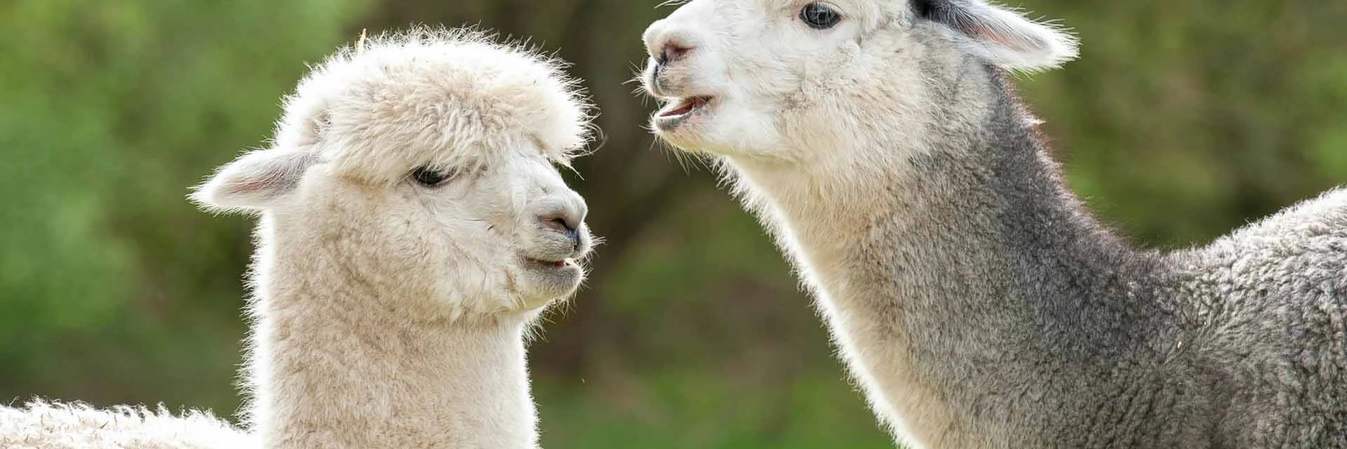 Day Tour to Alpaca Azerbaijan