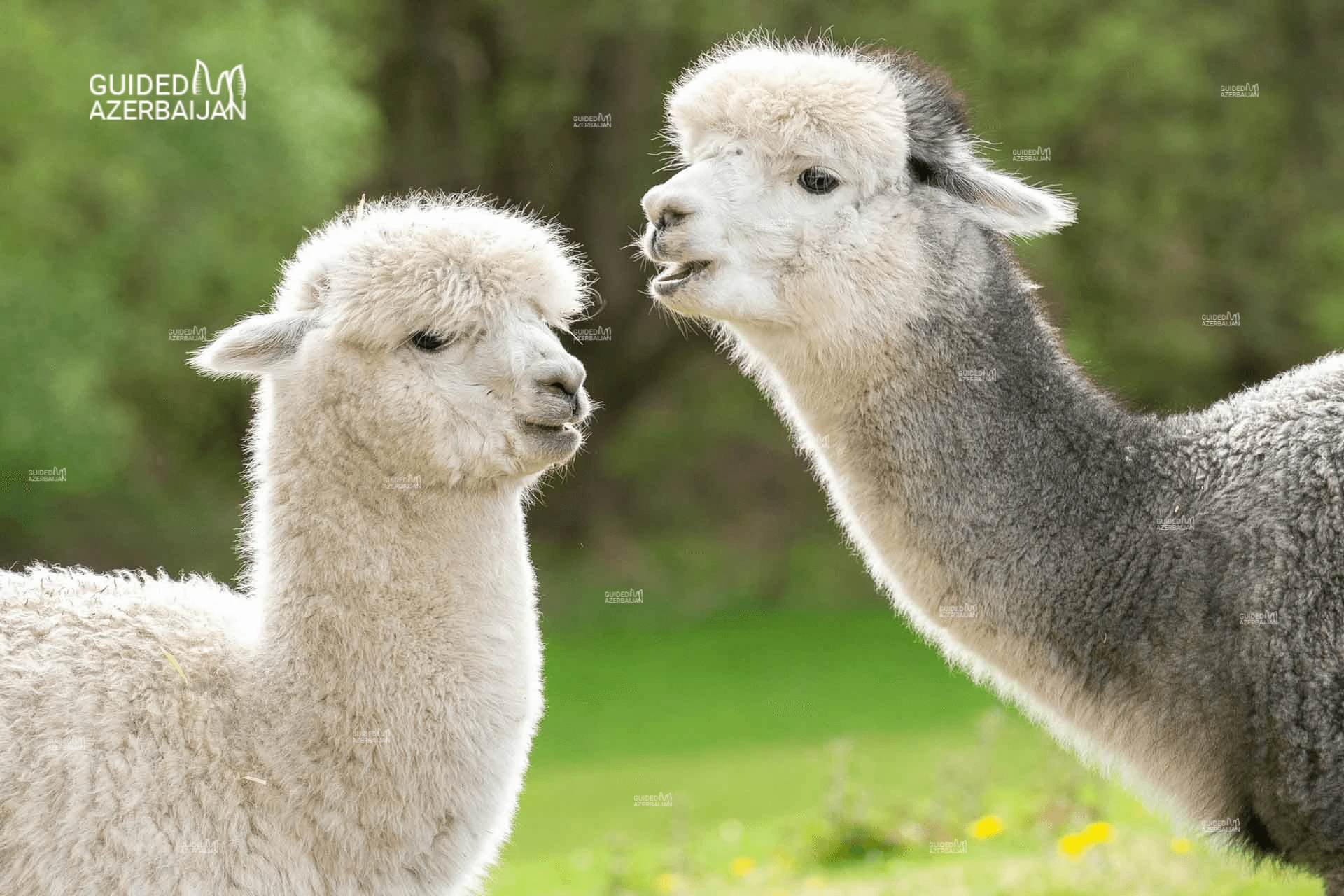 Day Tour to Alpaca Azerbaijan
