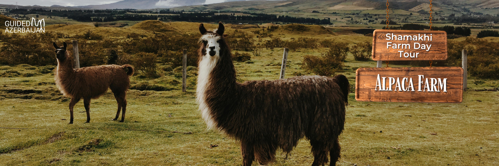 Shamakhi Alpaca Farm Experience – Private Guided Day Tour from Baku