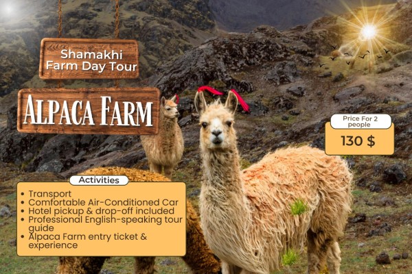 Shamakhi Alpaca Farm Experience – Private Guided Day Tour from Baku